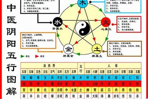 鼠五行屬什麼|生肖鼠五行属什么？从土到木，解密老鼠的五行属性